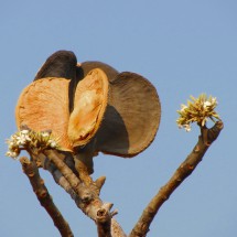 Strange fruits and flowers of a tree